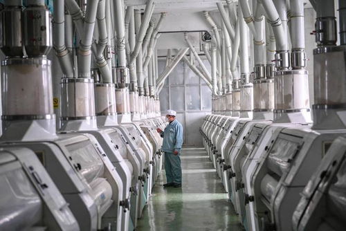 小麥精華糊粉層 濱州面粉廠以高科技開(kāi)發(fā)學(xué)生專(zhuān)用粉